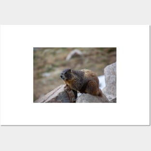 Marmot on Rock 3 Posters and Art